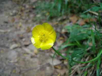  Image name: ranuncolo4.jpg 
 width: 400 pixel 
 height: 300 pixel 
 Size: 9015 bytes 
 Click to enlarge 